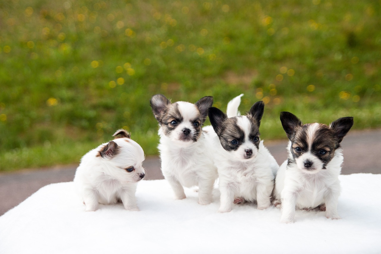 puppies, chihuahua, animals-453532.jpg