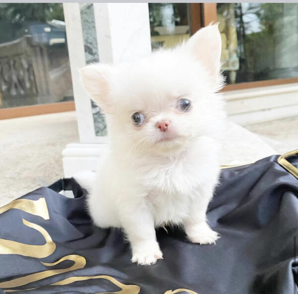 male chihuahua for sale