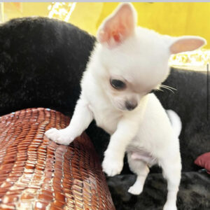 male chihuahua for sale