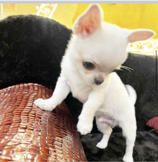 male chihuahua for sale