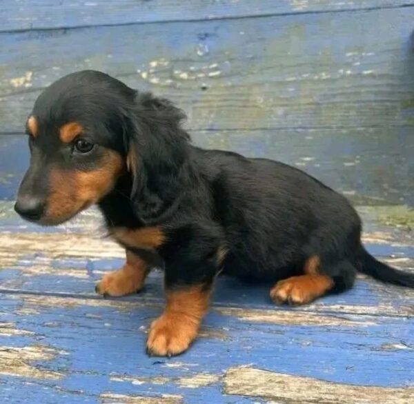 female daschund for sale