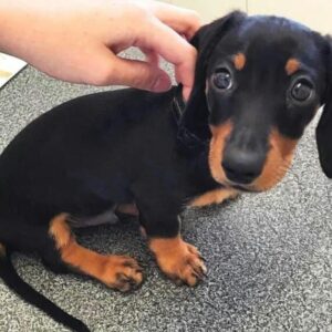 male daschund for sale