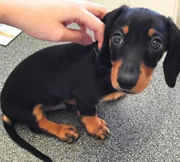 male daschund for sale