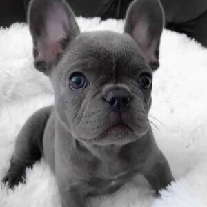 female french bulldog for sale