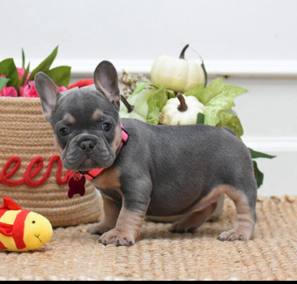 bulldog for sale