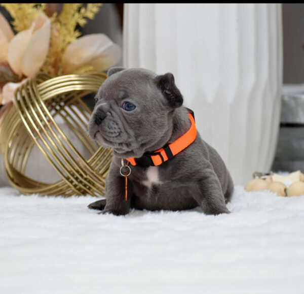 french bulldog jayjay