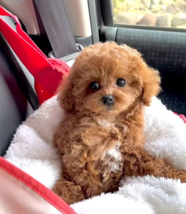 mini poodle