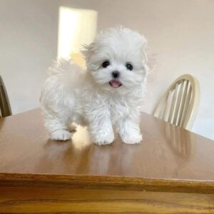 female mini maltese for sale