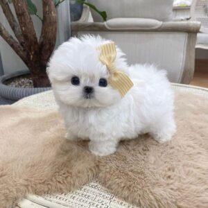 Female Mini Maltese for sale