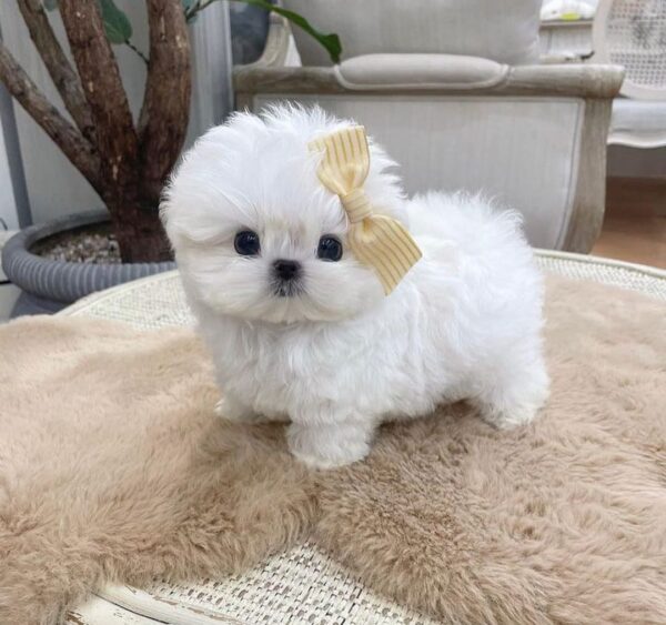 Female Mini Maltese for sale