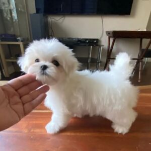 male maltese puppy for sale