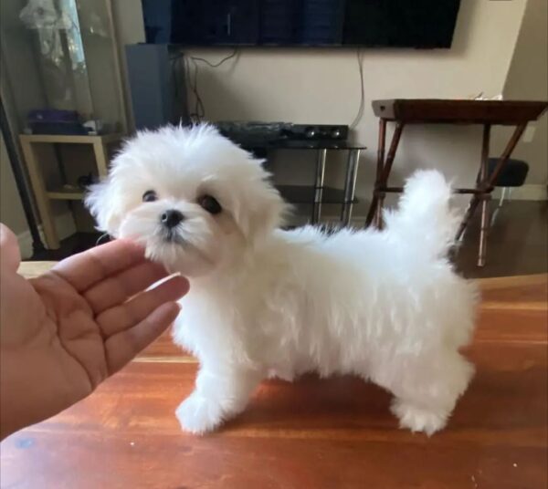 male maltese puppy for sale