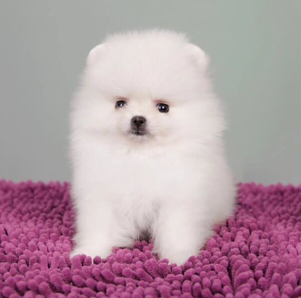 male mini pomeranian puppy for sale