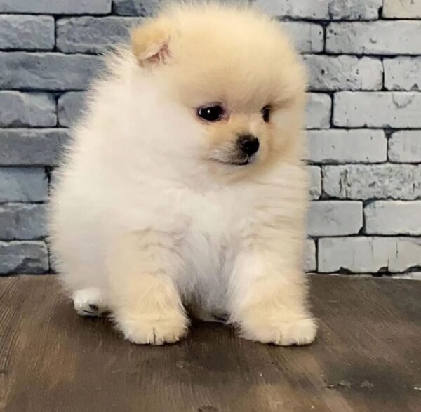 Female mini pomeranian puppy for sale