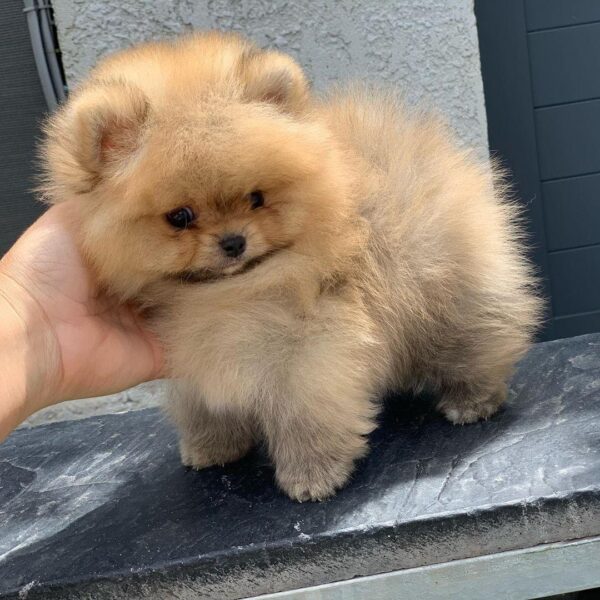 male mini pomeranian puppy for sale