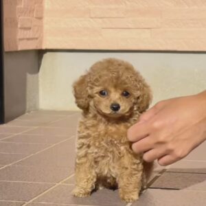 female mini poodle for sale