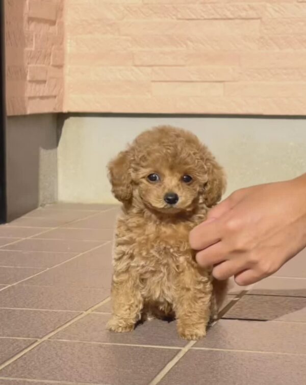 female mini poodle for sale