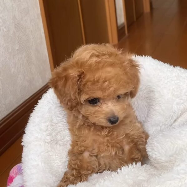 male mini poodle for sale