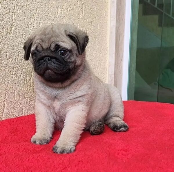 male pug for sale