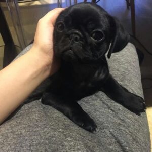 female pug for sale