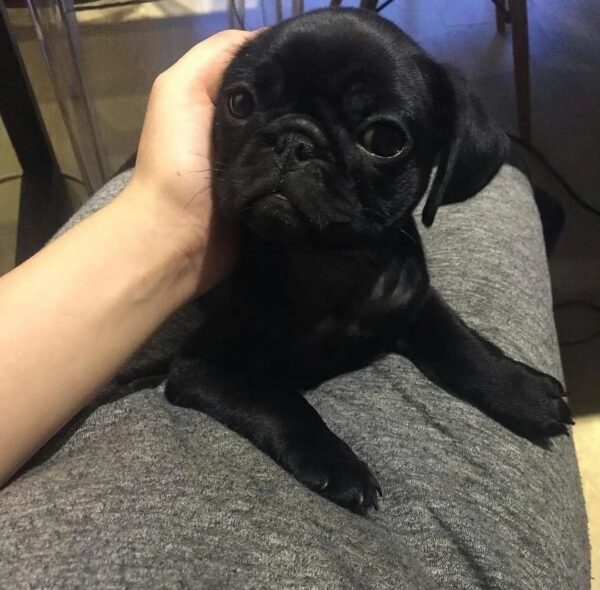 female pug for sale