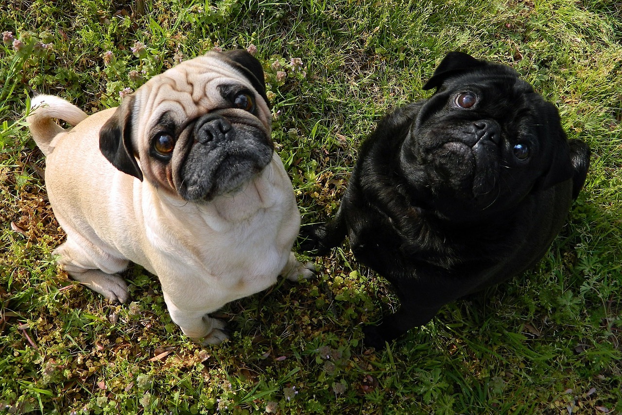 dogs, pugs, cute-82799.jpg