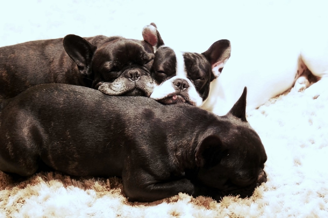 puppies, dog, french bulldog-115081.jpg